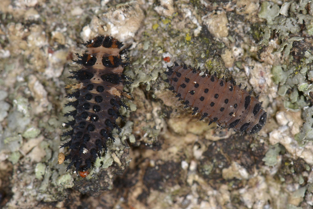 Exochomus quadripustulatus, Coccinellidae